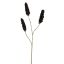 RHUS TYPHINA BERRY 100CM BLACK