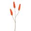 RHUS TYPHINA BERRY 100CM ORANGE