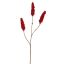 RHUS TYPHINA BERRY 100CM RED