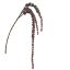 AMARANTHUS 101CM BURGUNDY