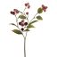 MEDLAR 66CM BEAUTY