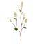 SNOWBERRY 72CM CREAM