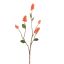 SNOWBERRY 72CM PINK