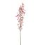 BERRY 121CM BEAUTY
