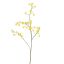 CORNUS MAS 75CM YELLOW