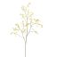 CORNUS MAS 125CM YELLOW