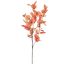 EUCALYPTUS X5 DRY 90CM ORANGE RED