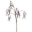 ALDER FRUIT 81CM LAVENDER