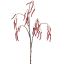 ALDER FRUIT 81CM RED