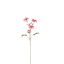 CLEMATIS FRUIT SPRAY 72CM RED