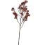 WILD GYPSO 70CM BURGUNDY