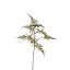 ASPARAGUS FLOCKED 75CM GREEN