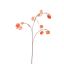 SILVER DOLLAR 80CM ORANGE