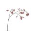 SILVER DOLLAR 80CM PURPLE