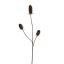 ECHINOPS BRANCH 99CM BROWN