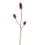 ECHINOPS BRANCH 99CM RED