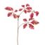 BEECH LEAF 74CM BEAUTY