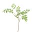 RHUS TYPHINA LEAF 105CM GREEN