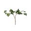 HEDERA LEAF PICK 18CM GREEN