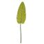SINGLE ANTHURIUM LEAF GREEN