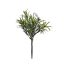 PODOCARPUS PICK X 3 GREEN