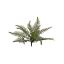 BOSTON FERN X 12 GREEN