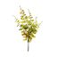 BOSTON FERN PICK X 5 22CM GREEN