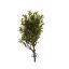 PLASTIC STANDING BUSH 28CM BOXWOOD