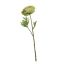 SINGLE RANUNCULUS 56CM GREEN