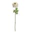 SINGLE RANUNCULUS 45CM CREAM