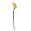 SINGLE CALLA 72CM GREEN