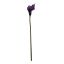 SMALL CALLA VIOLET