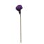 MEDIUM CALLA VIOLET