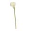 LARGE CALLA CREAM