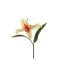 SINGLE TIGERLILY PICK YELLOW RED