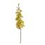 DELPHINIUM PICK 62CM GREEN