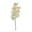 SINGLE ORCHID CREAM YELLOW