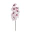 SINGLE ORCHID WHITE LAVENDER