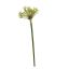 AGAPANTHUS 92CM GREEN