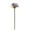 AGAPANTHUS 92CM LAVENDER