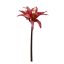 AMARILLUS 50CM BEAUTY