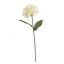 SINGLE HYDRANGEA CREAM