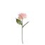 SINGLE HYDRANGEA PINK