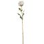ROSEBUD 63CM CREAM