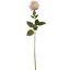 ROSEBUD 63CM PEACH