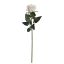 ROSE BUD 69CM CREAM