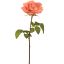 OPEN ROSE 53CM PEACH