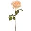 OPEN ROSE 53CM VANILLA