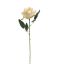 ROSE 50CM VANILLA