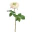 PROVENCE ROSE 52CM CREAM